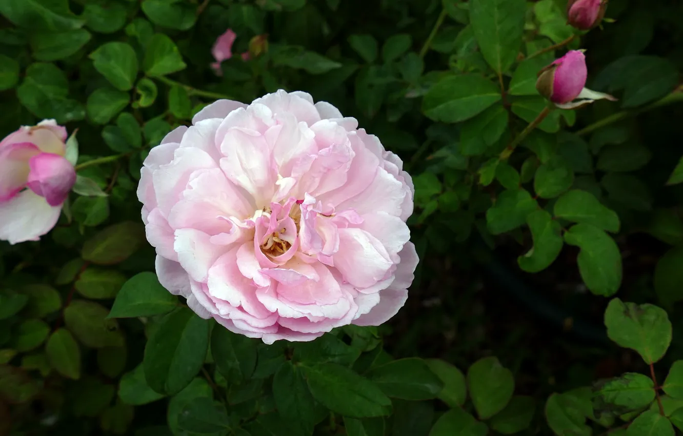Photo wallpaper summer, flowers, nature, roses, flowering