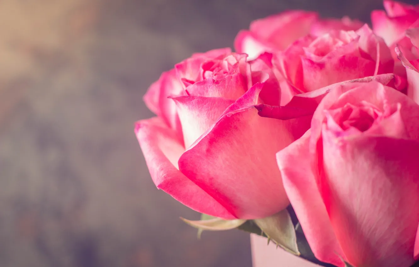 Photo wallpaper flowers, roses, bouquet, pink, pink, roses, Abelena