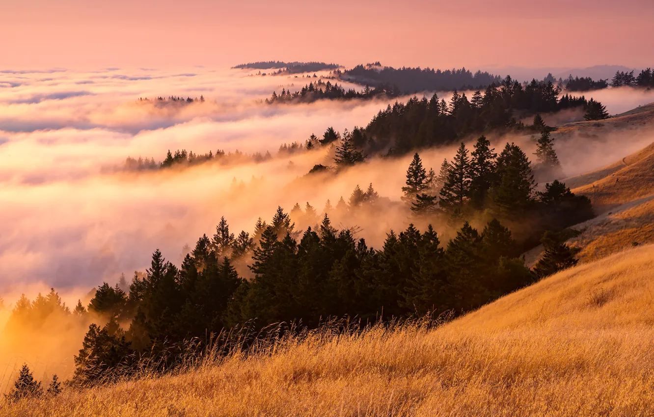 Photo wallpaper nature, fog, morning