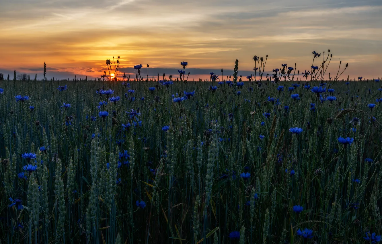 Photo wallpaper wheat, field, summer, the sky, the sun, sunset, flowers, blue
