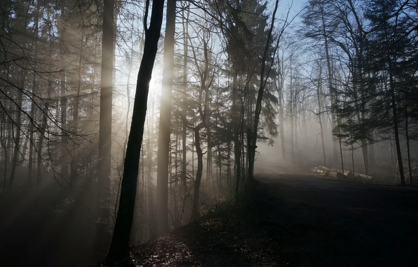 Photo wallpaper forest, light, morning