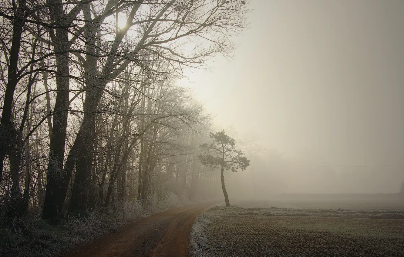 Photo wallpaper road, trees, fog