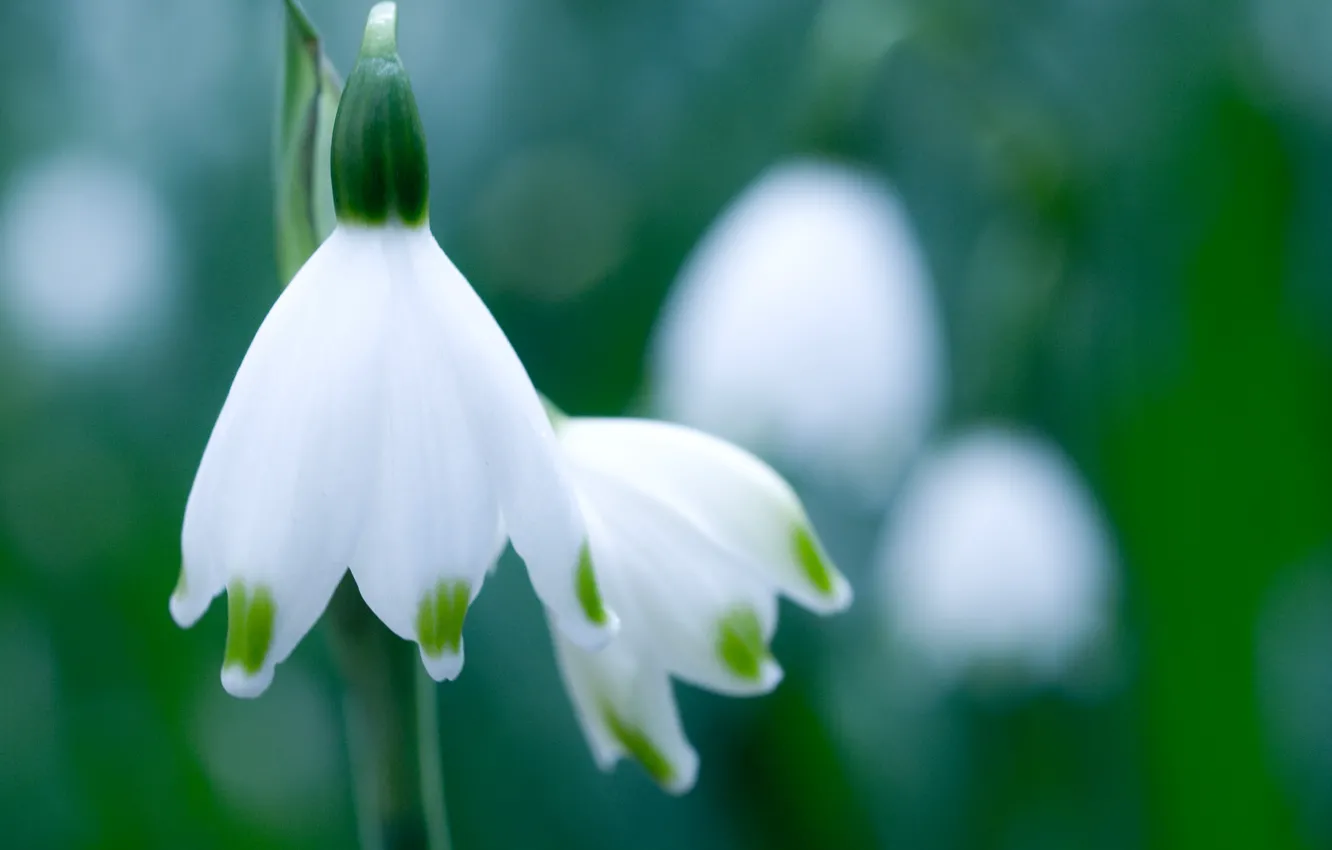 Photo wallpaper greens, white, macro, flowers, spring, snowdrops