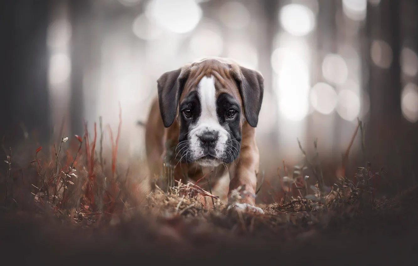 Photo wallpaper look, puppy, face, bokeh, doggie, boxer