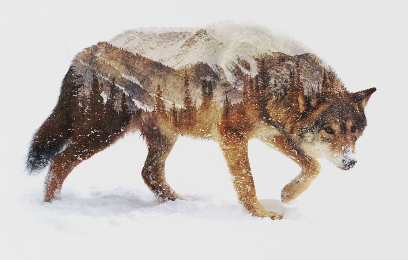 Photo wallpaper animals, landscape, nature, photo manipulation, double exposure, brown wolf