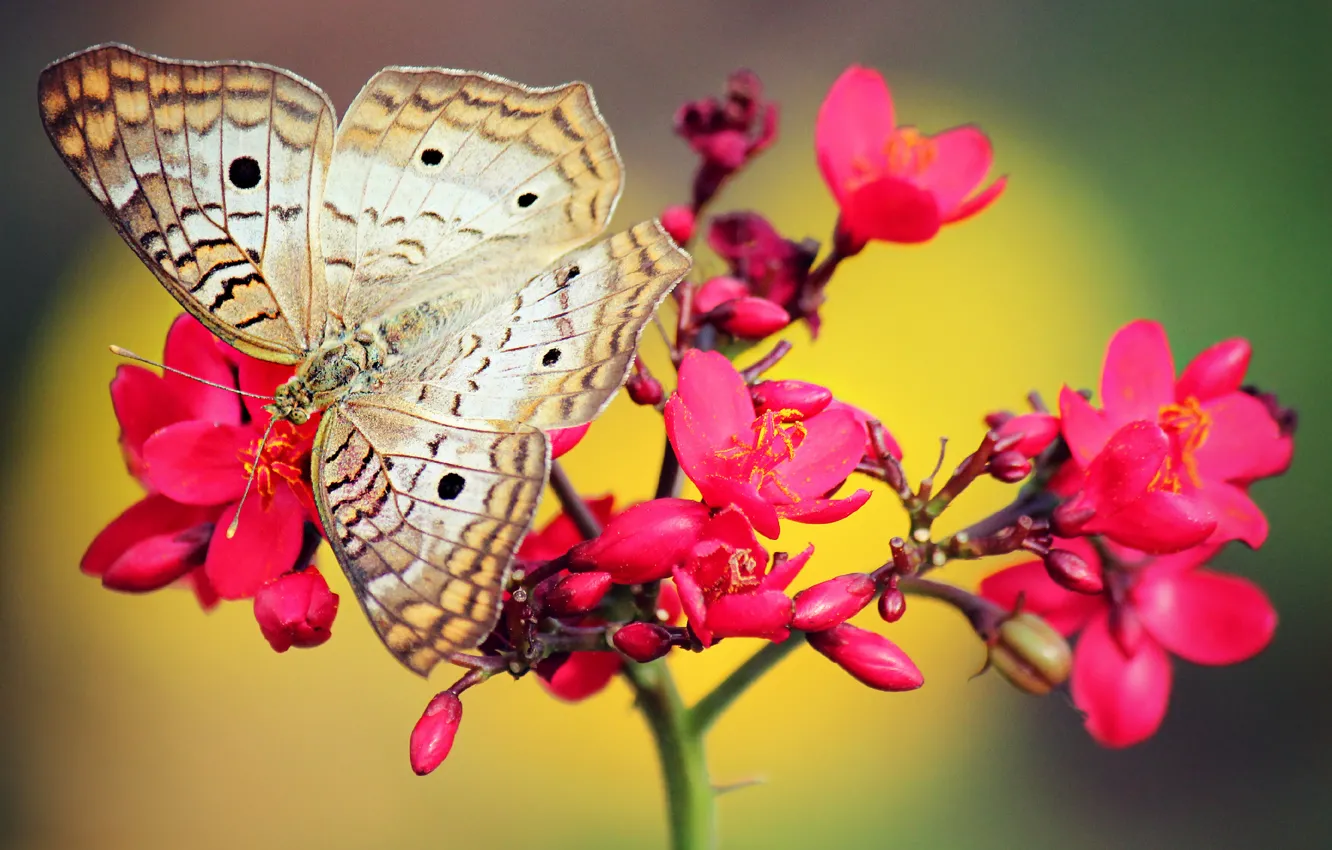 Photo wallpaper flowers, red, butterfly, pink