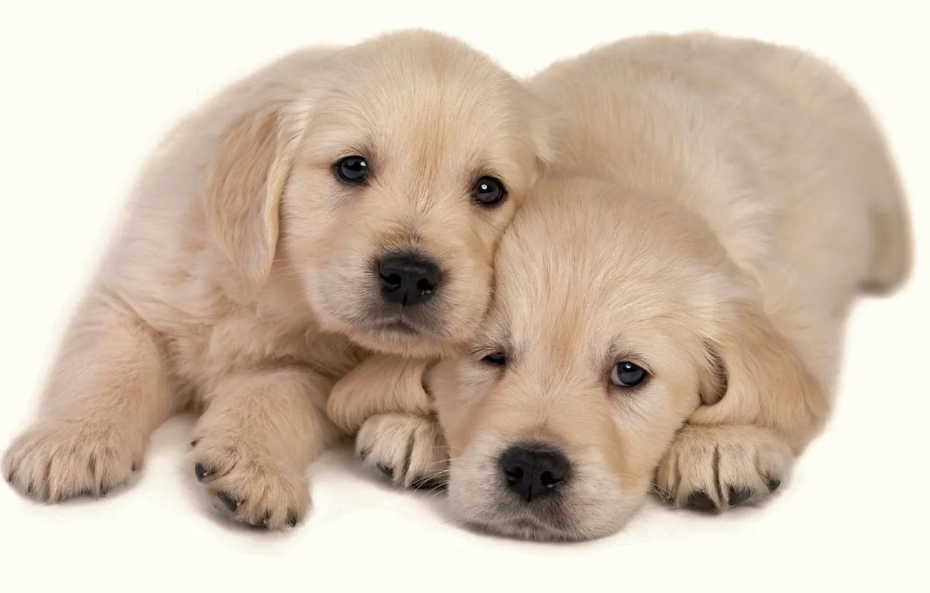 Photo wallpaper Dogs, Animals, Two Puppies
