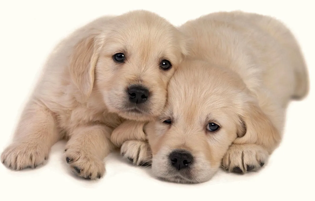Photo wallpaper animals, dogs, Two Puppies