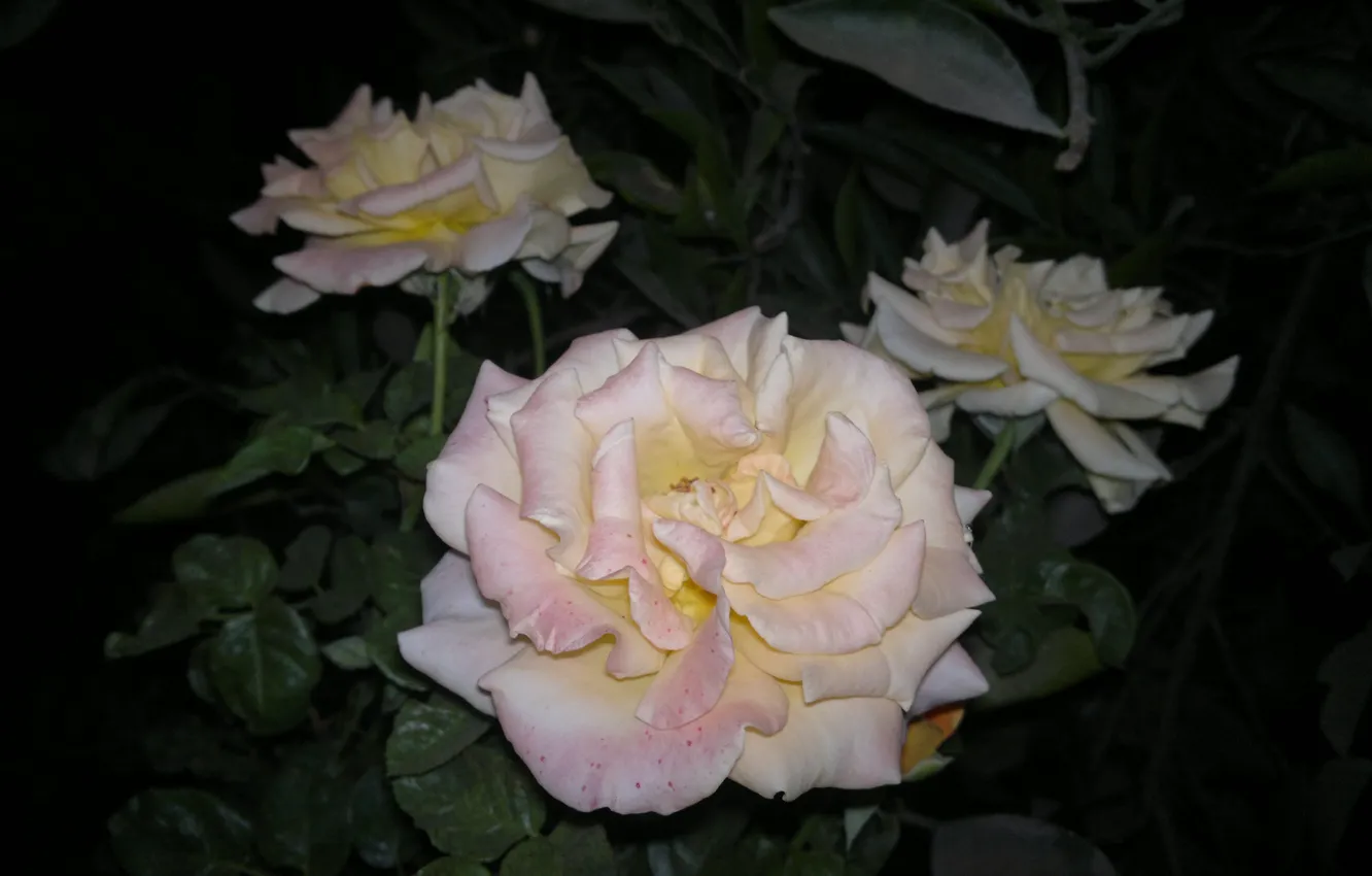 Photo wallpaper widescreen, wallpaper, rose, flower, flowers, background, roses, pink rose