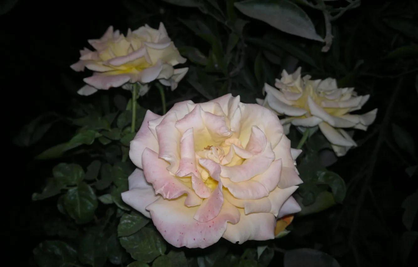 Photo wallpaper widescreen, wallpaper, rose, flower, flowers, background, roses, Pink rose
