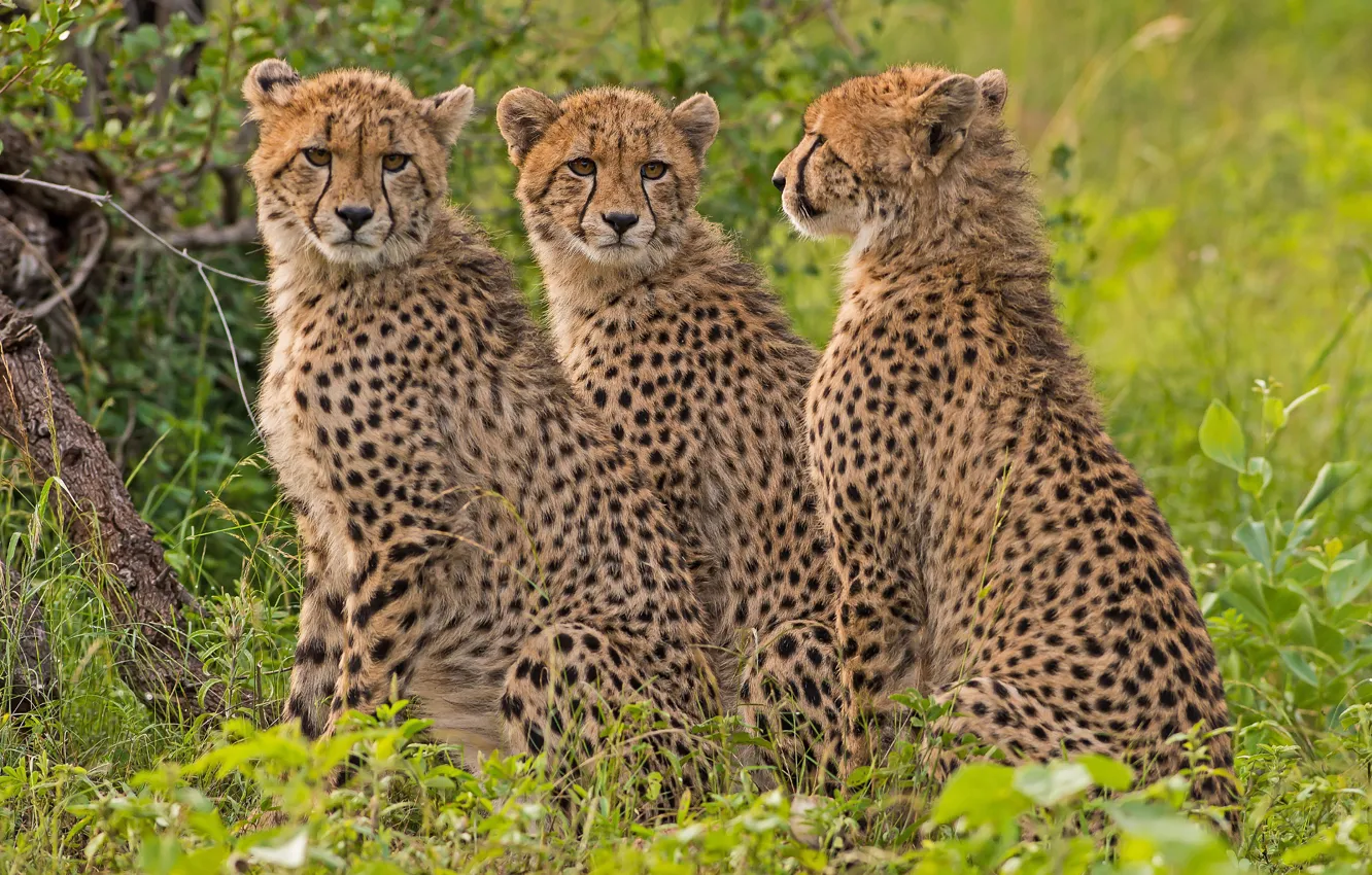 Photo wallpaper Cheetah, trio, wild cat, Trinity
