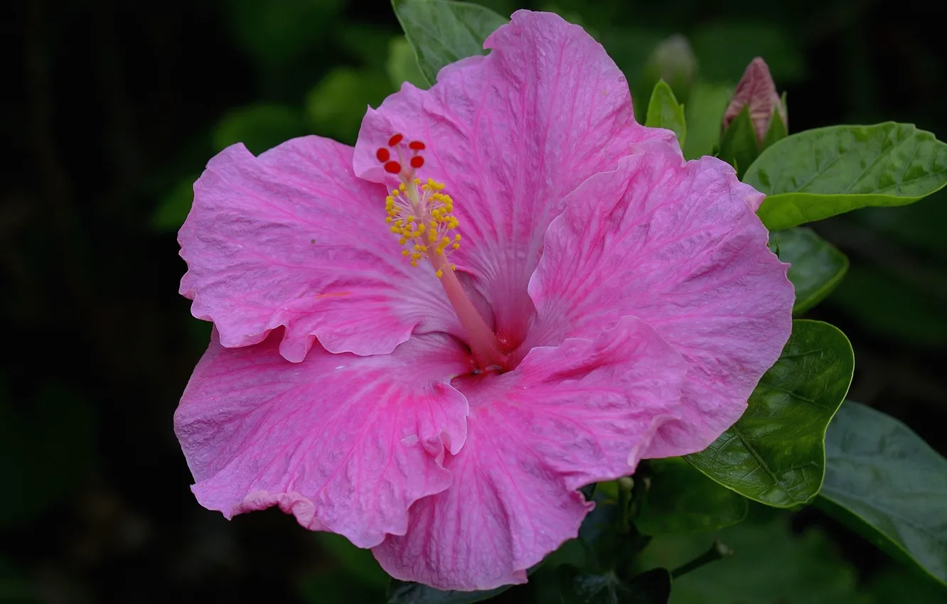 Photo wallpaper macro, pink, hibiscus