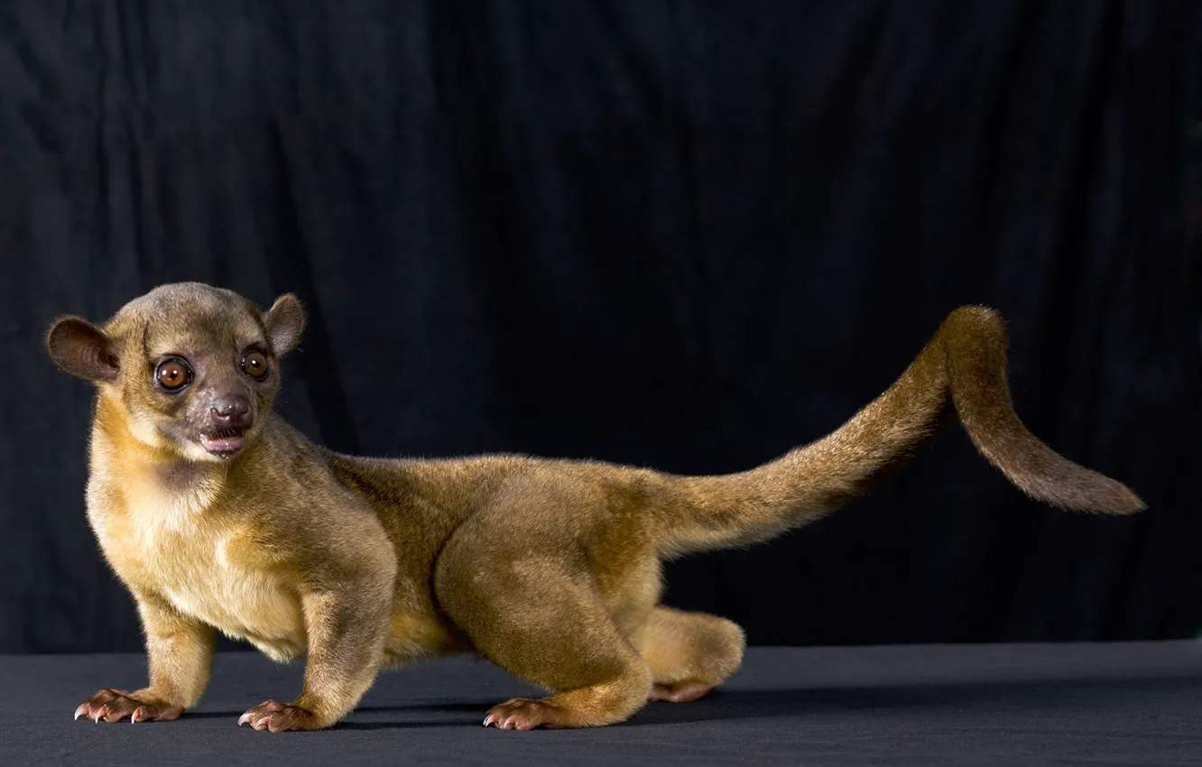 Photo wallpaper animal, Kinkajou, kinkajou