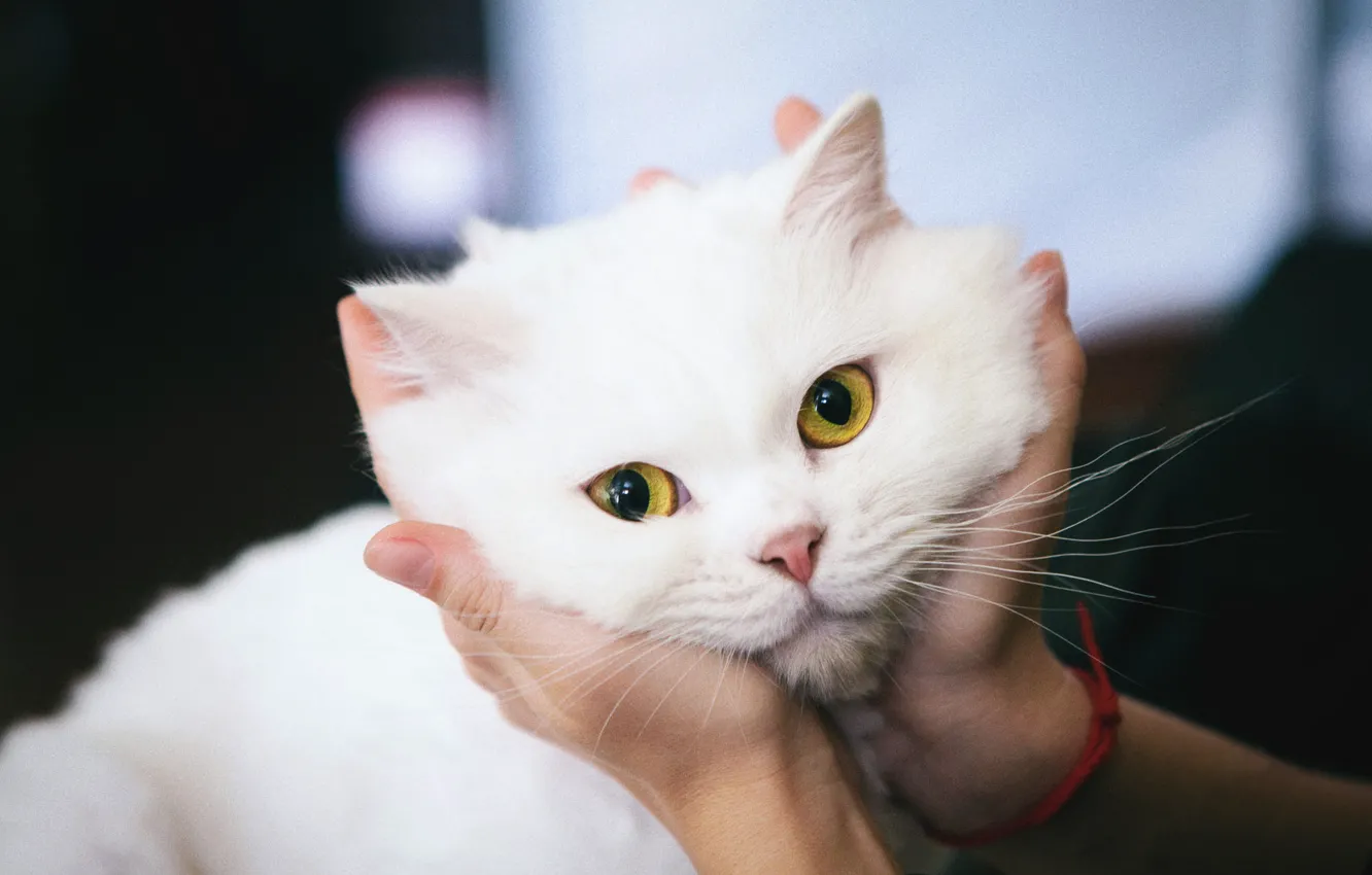 Photo wallpaper cat, eyes, cat, look, background, portrait, hands, white