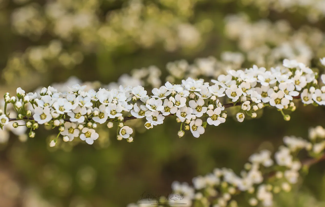Photo wallpaper field, forest, macro, light, trees, flowers, nature, spring