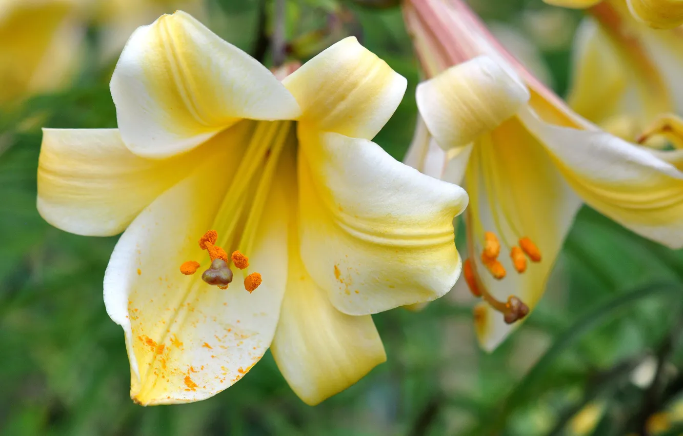 Photo wallpaper macro, nature, Lily, petals
