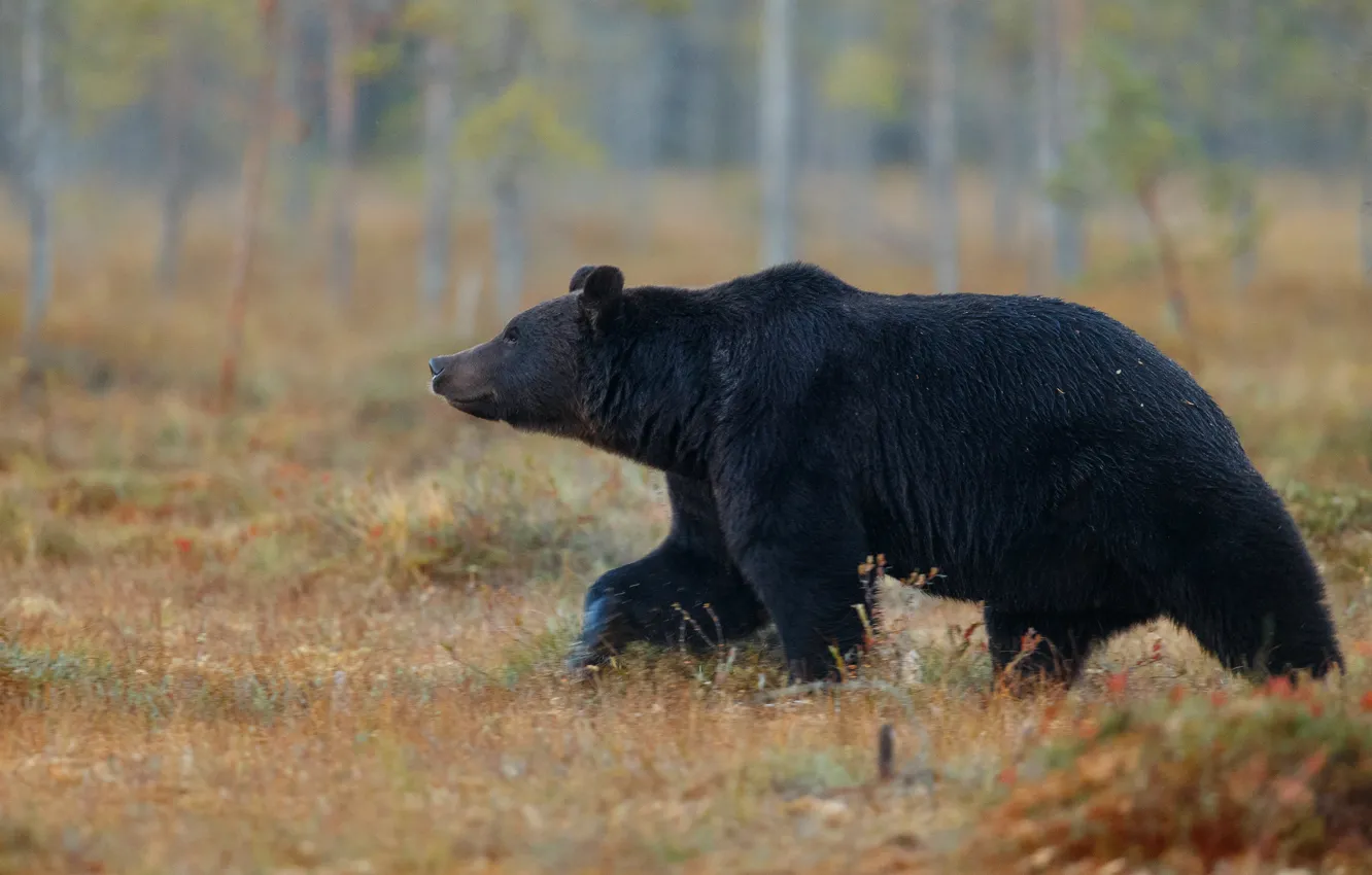 Photo wallpaper autumn, glade, bear, walk