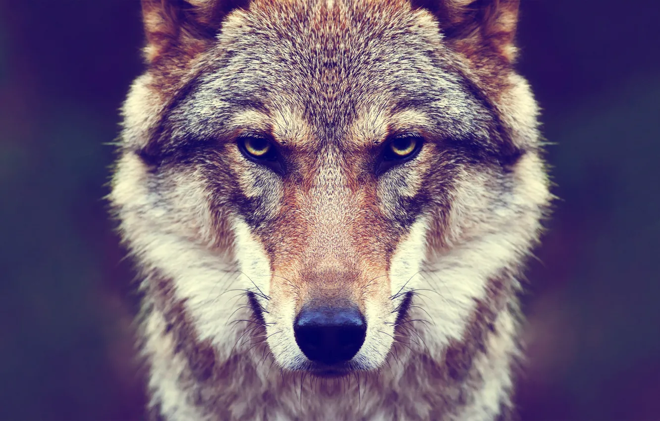 Photo wallpaper Predator, nature, animal, wolf, wildlife, Canis lupus., portrait.
