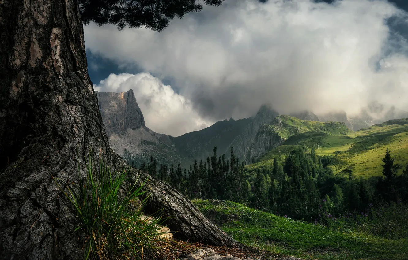 Photo wallpaper forest, grass, clouds, landscape, mountains, nature, tree, slope