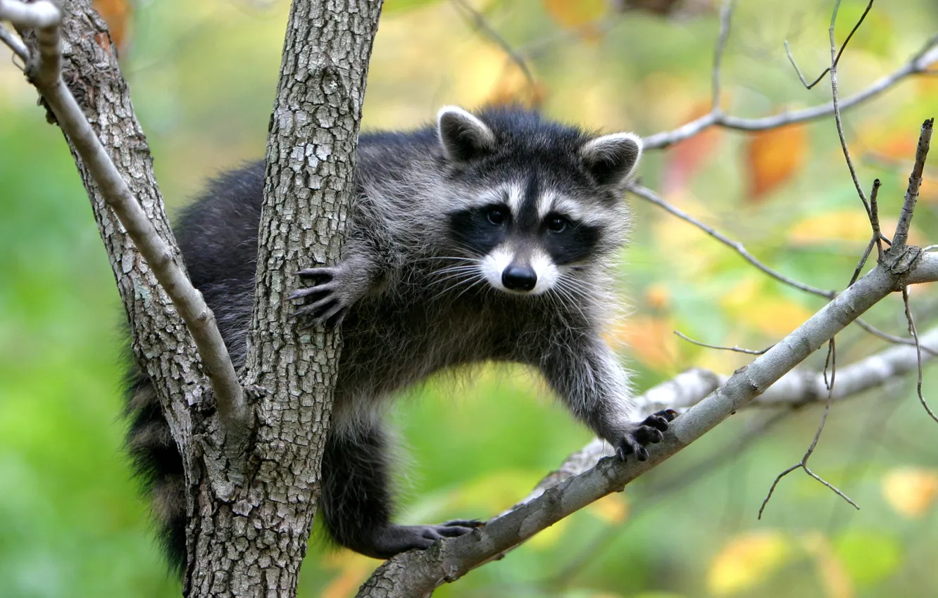 Photo wallpaper raccoon, trash panda, in a tree