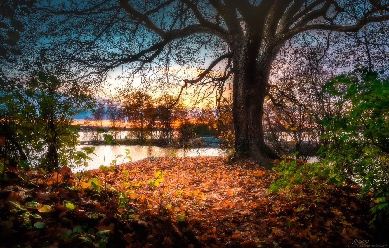 Photo wallpaper autumn, trees, river