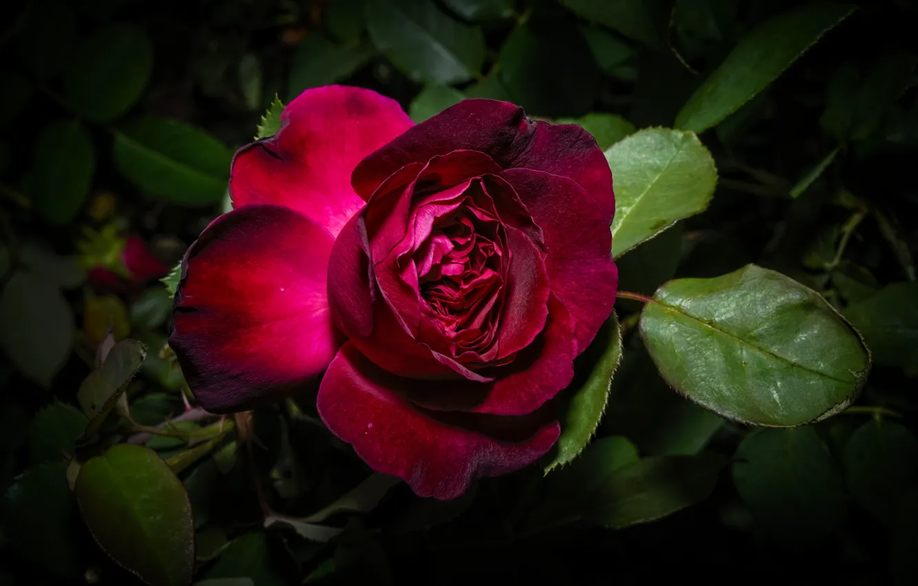 Photo wallpaper leaves, red, the dark background, roses, Burgundy, dark red