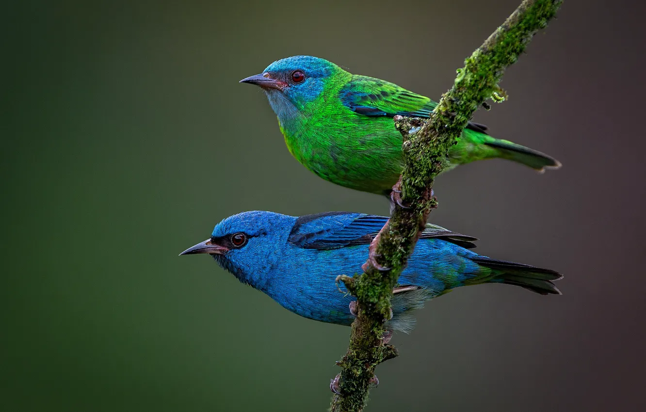 Photo wallpaper birds, background, branch, a couple, Blue dacnis