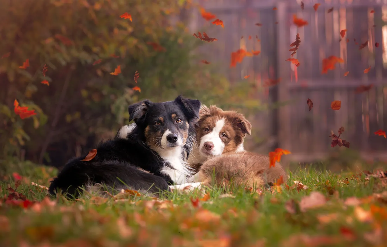 Photo wallpaper autumn, nature, dog