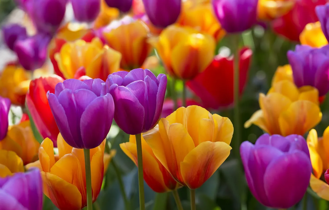 Photo wallpaper bright, tulips, buds
