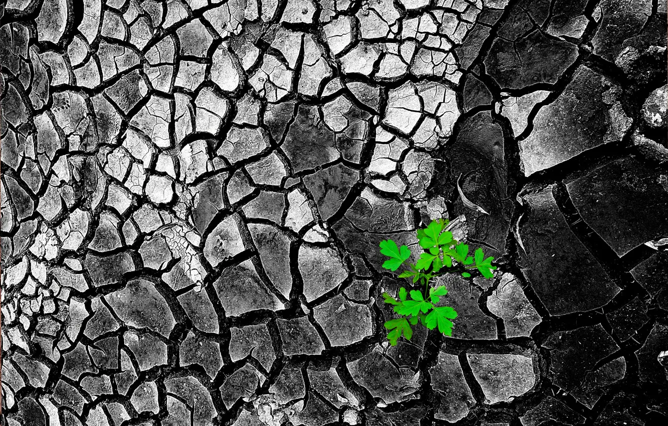 Photo wallpaper leaves, cracked, earth, texture, relief, soil