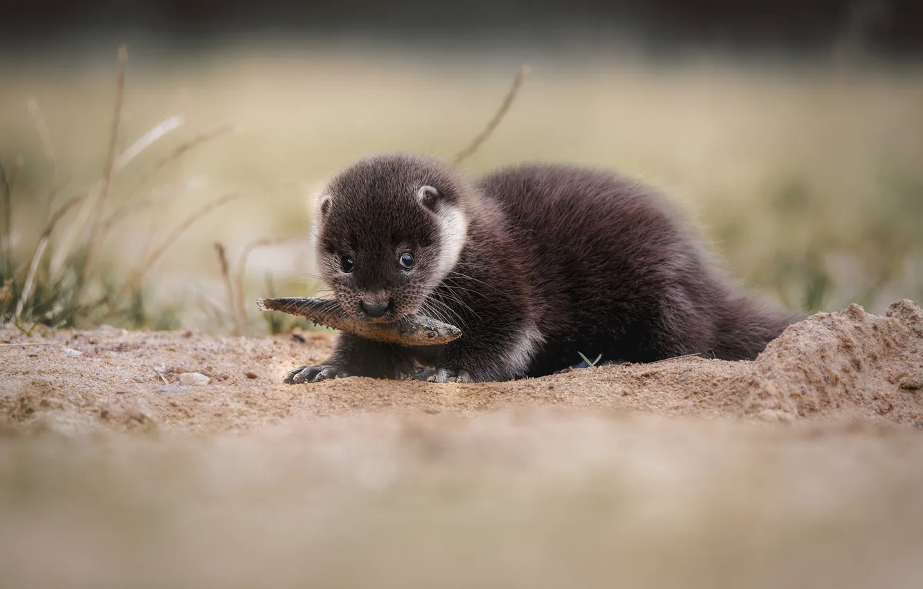 Photo wallpaper shore, fish, mining, otter, river otter