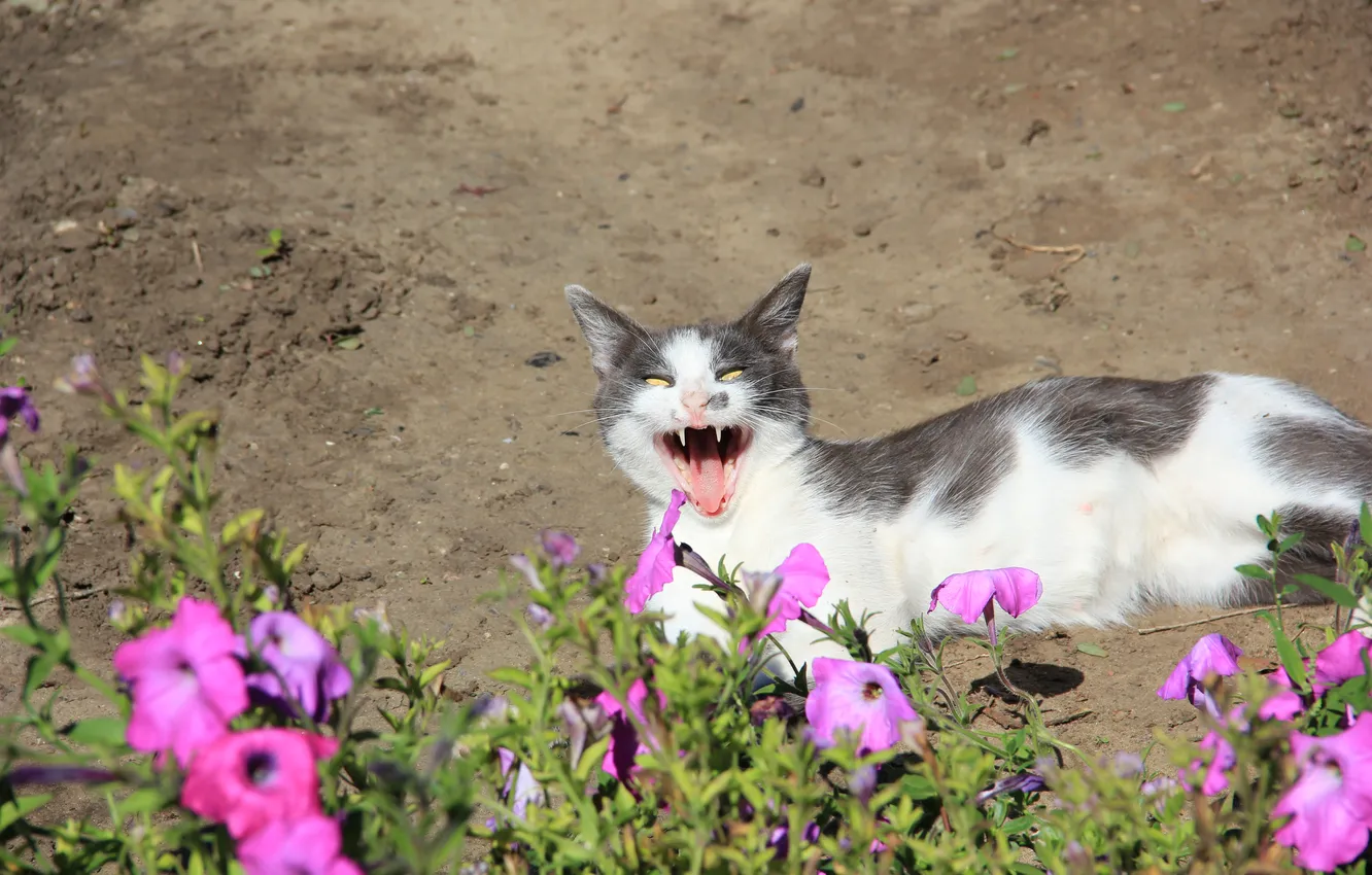 Photo wallpaper cat, animals nature, Pets