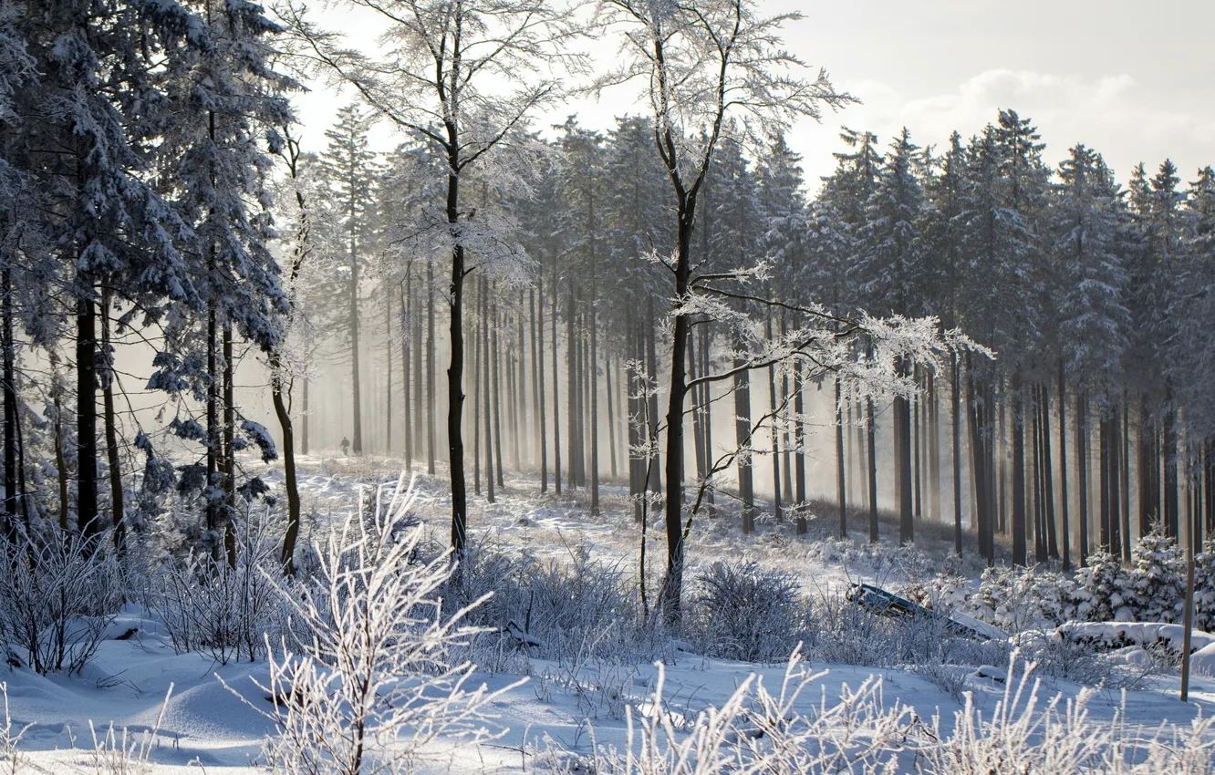 Photo wallpaper winter, forest, landscape, nature
