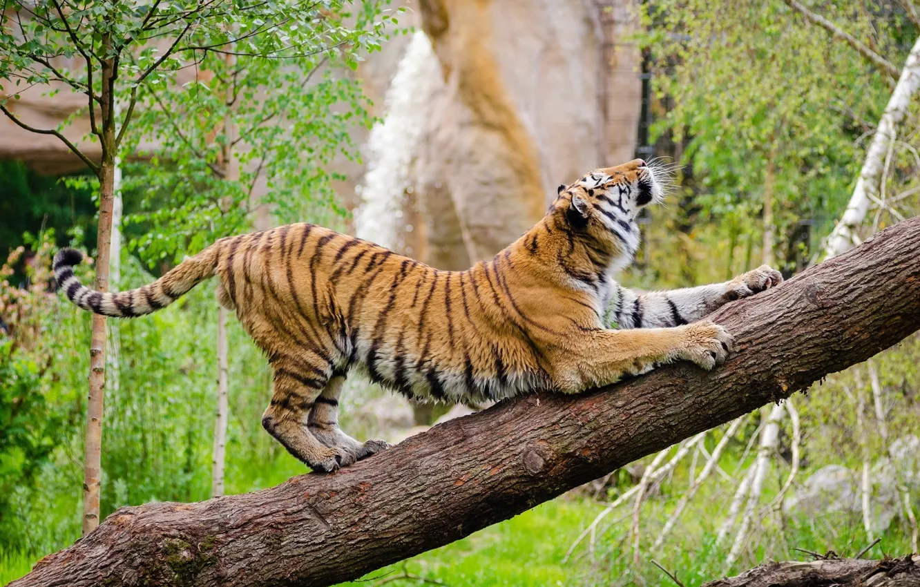 Photo wallpaper pose, predator, wild cat, zoo, the Amur tiger, stretching, warm-up