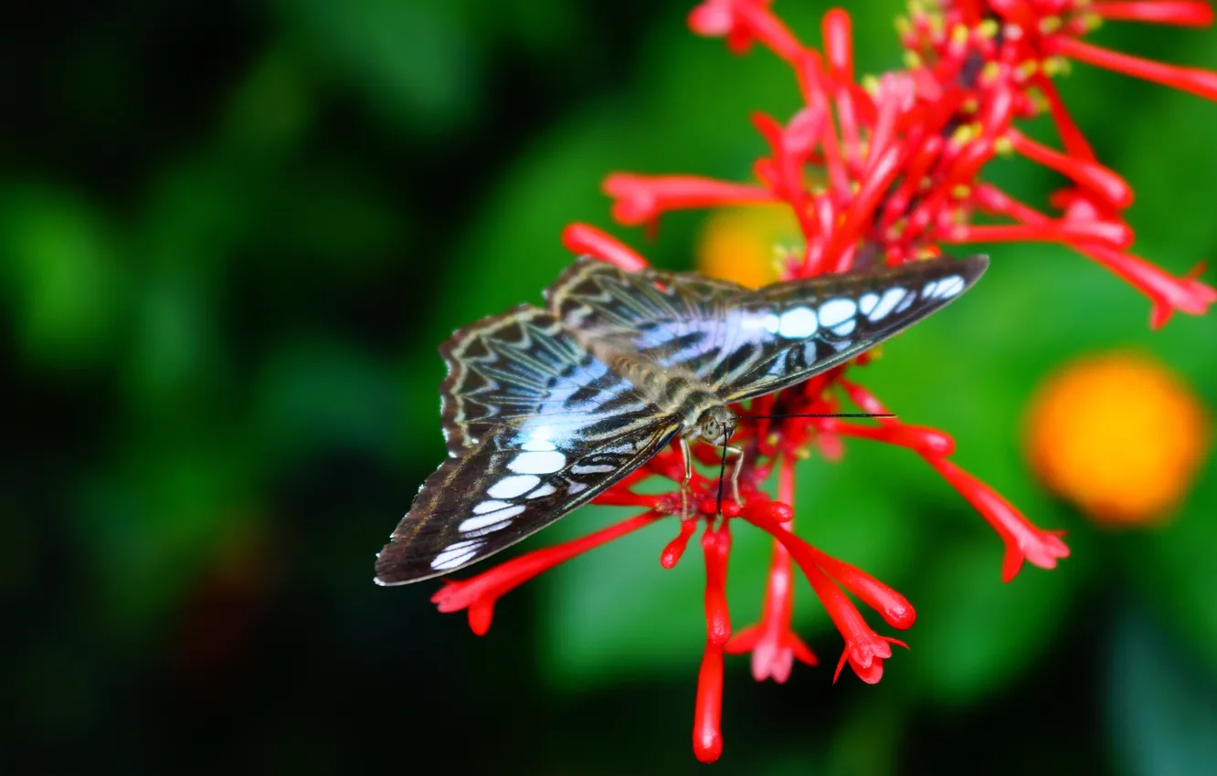 Photo wallpaper summer, flowers, butterfly