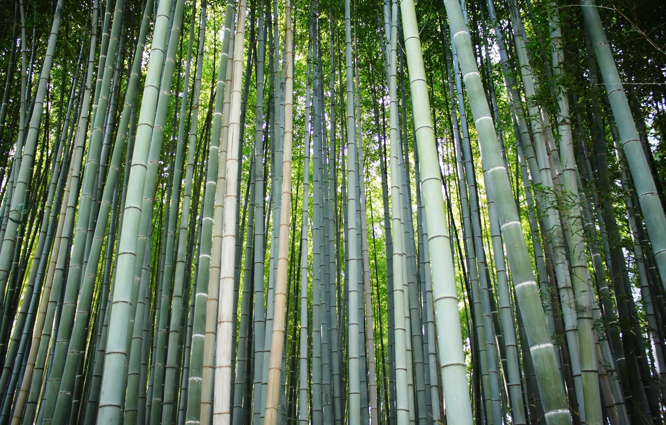 Photo wallpaper forest, bamboo, trunk