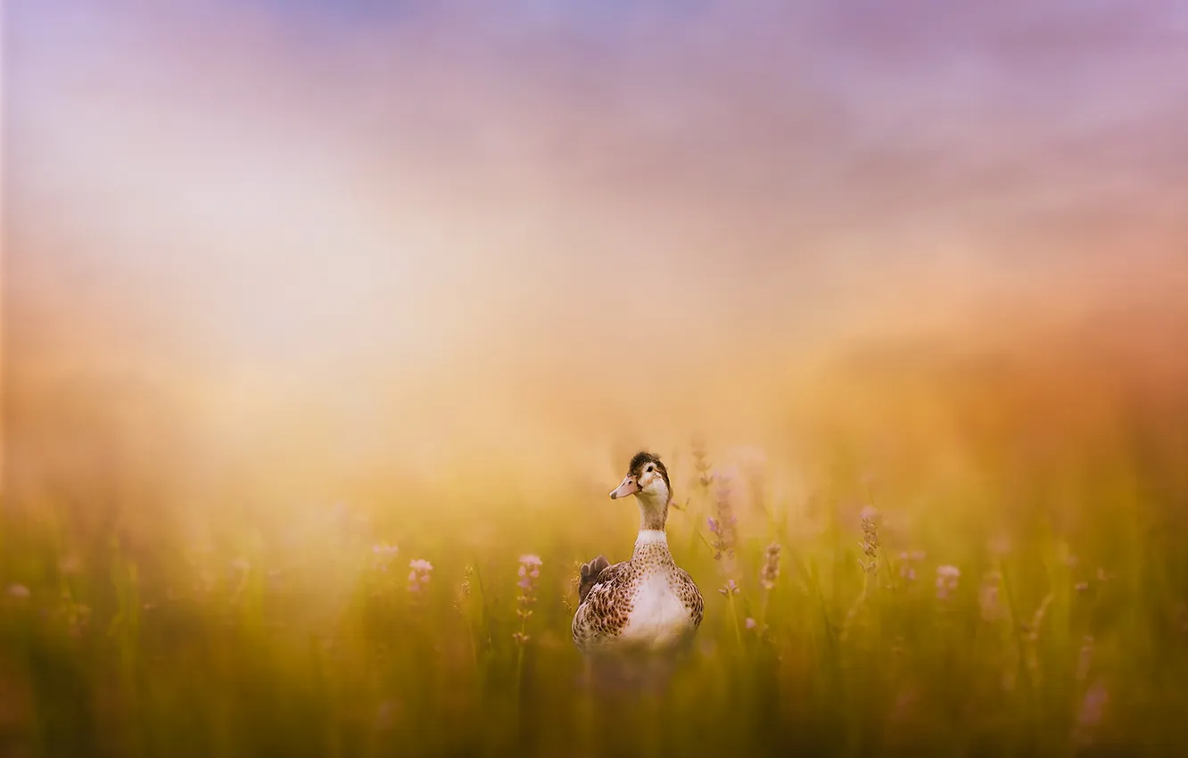 Photo wallpaper nature, bird, duck