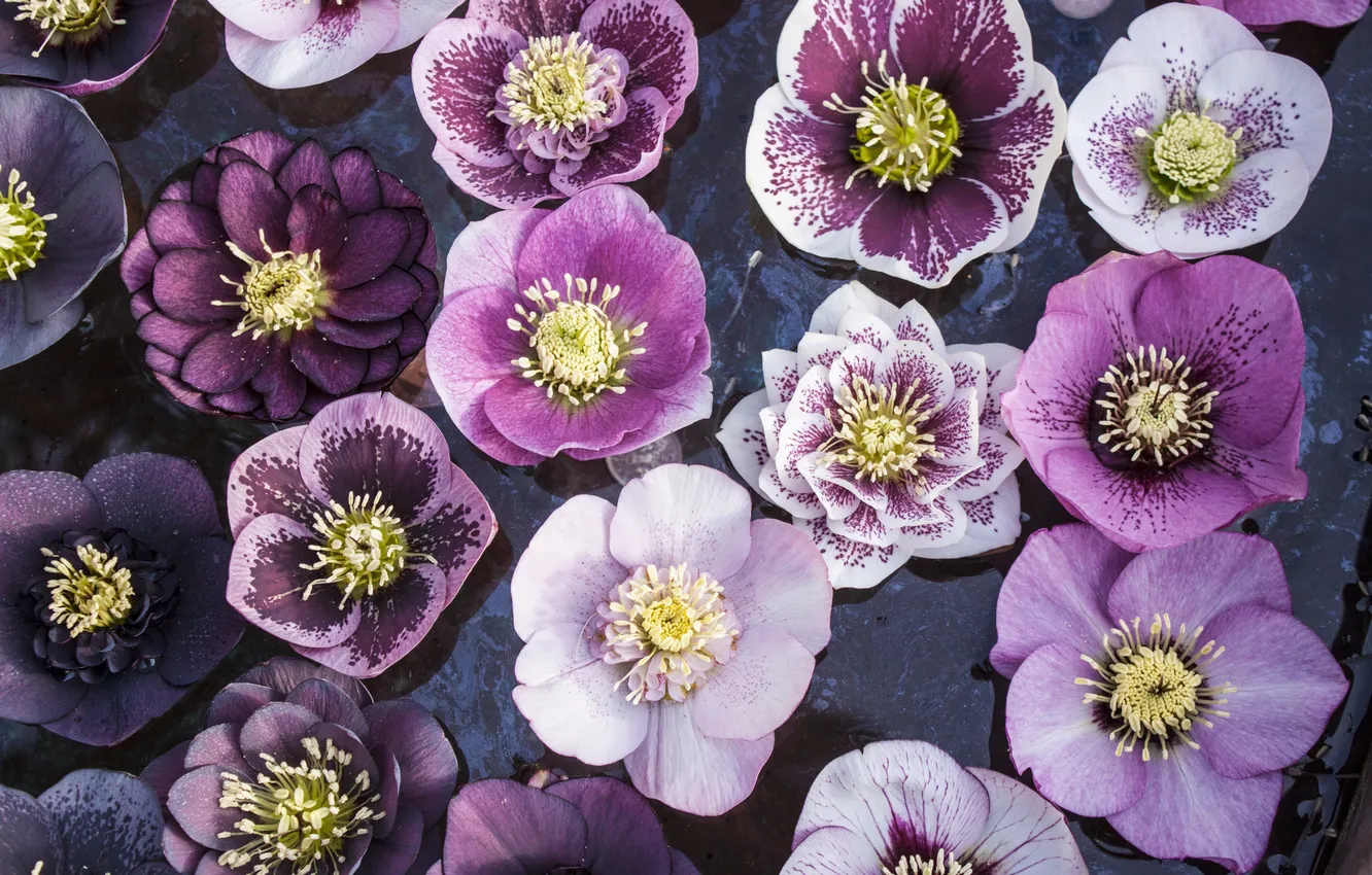 Photo wallpaper water, flowers, beauty