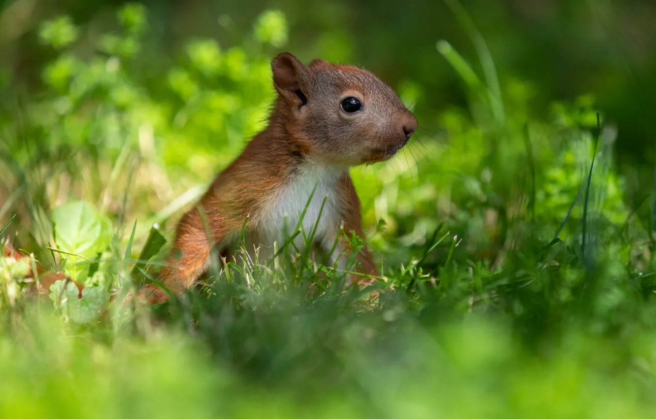 Photo wallpaper greens, grass, protein, bokeh, squirrel