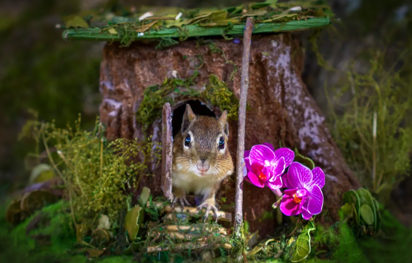 Photo wallpaper grass, flowers, muzzle, stump, house, Chipmunk, Orchid, rodent