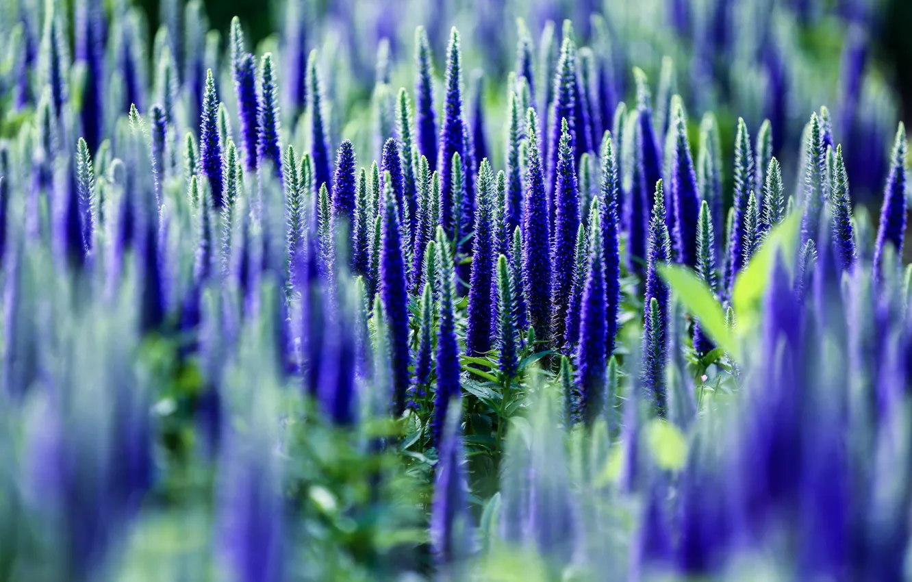 Photo wallpaper field, macro, flowers, blue, nature, Veronica