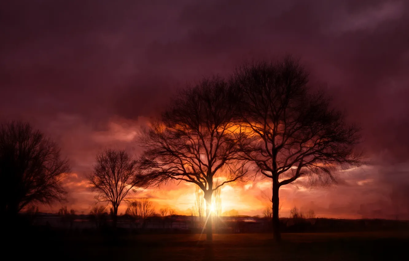 Photo wallpaper rays, trees, sunset