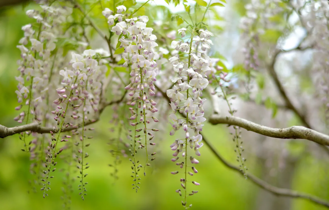 Photo wallpaper trees, nature, inflorescence, Wisteria