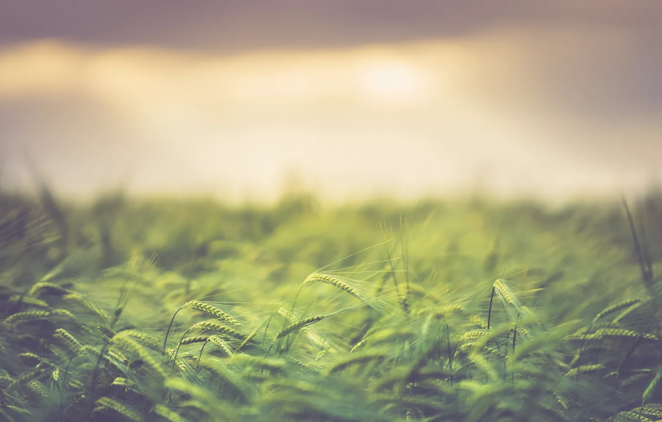 Photo wallpaper field, clouds, bokeh, sunlight