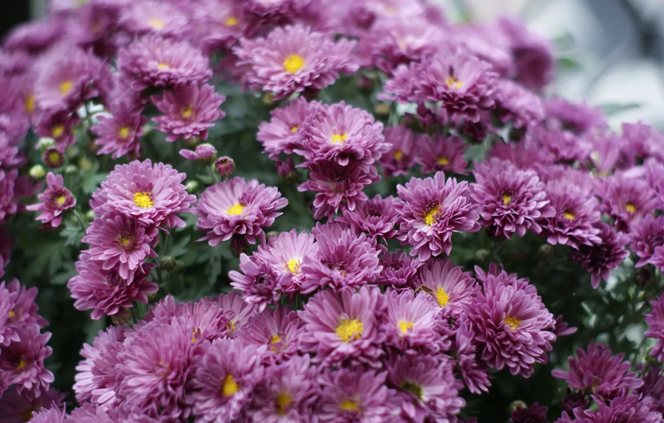 Photo wallpaper autumn, flower, purple, flowers, nature, plants, garden, chrysanthemum