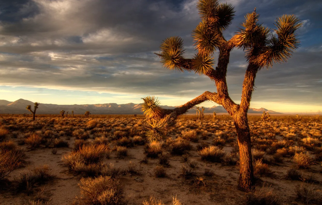 Photo wallpaper trees, widescreen, Joshua Tree