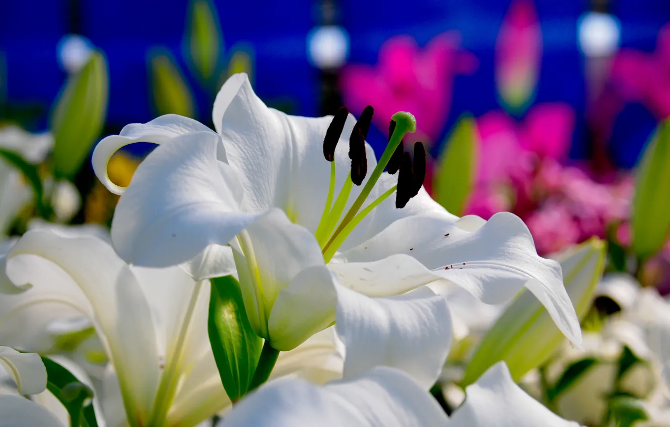 Photo wallpaper white, flowers, Lily, flowering