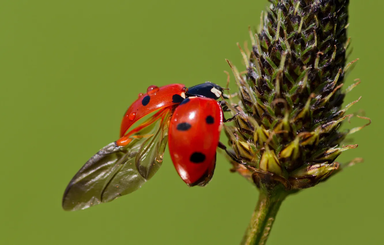 Photo wallpaper macro, plant, ladybug, wings, beetle, green background