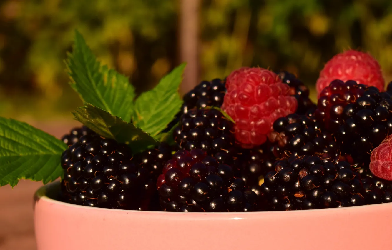 Photo wallpaper greens, summer, leaves, macro, nature, berries, raspberry, Shine
