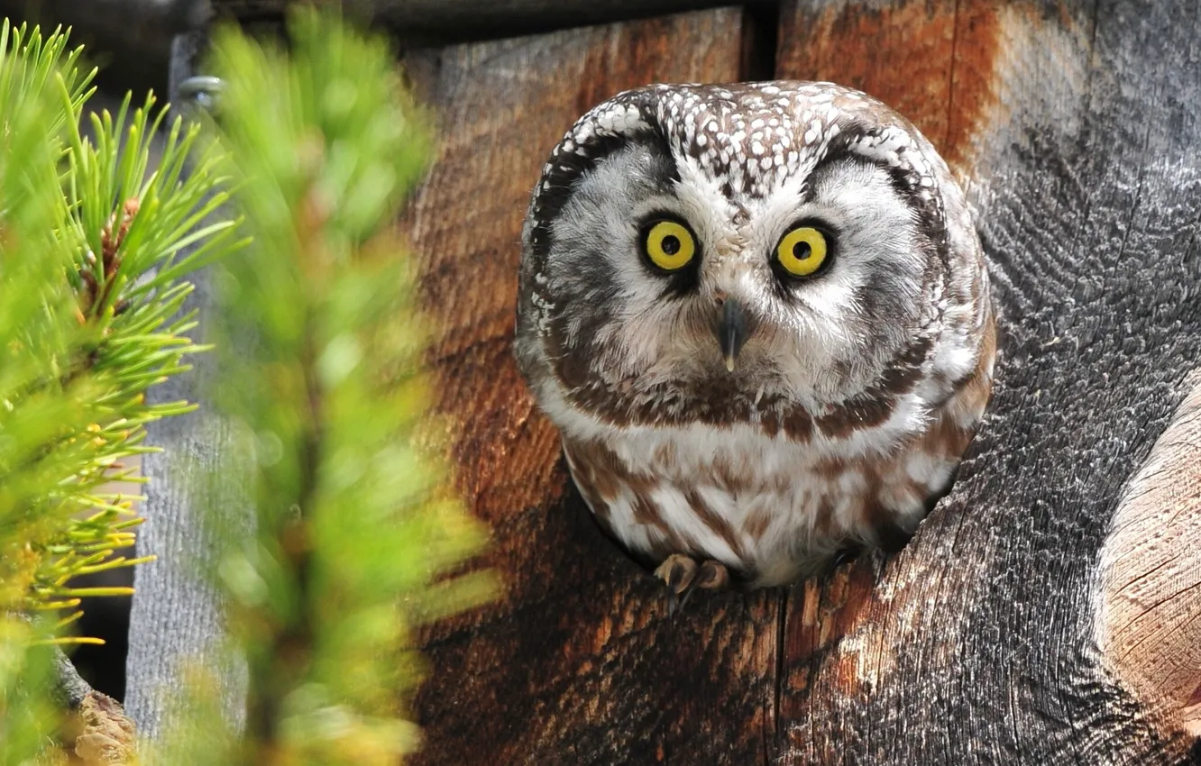 Photo wallpaper owl, the hollow, Tengmalm's owl